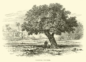 Higuera oriental de English School