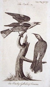 Oriole, de 