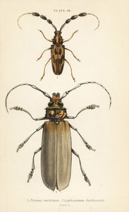 Orthomegas cinnamomeus Prionus corticinus 1, y Batus barbicornis, Lophonocerus barbicornis 2