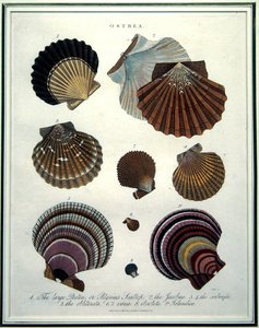 Ostrea, ilustración de la 