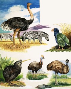 Avestruz, Kiwi, Casuario, Emú y Takahe