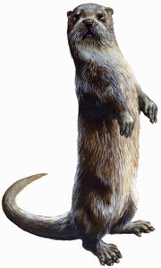 Nutria