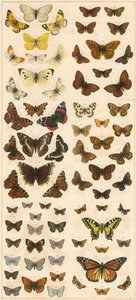 Nuestras mariposas británicas de English School