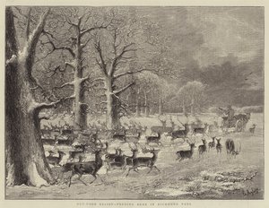 Ayuda al aire libre, alimentando ciervos en el parque Richmond (grabado)