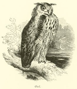 Búho de English School