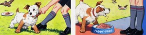 Paddy Paws