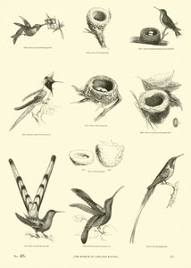 Página del Museo Pictórico de la Naturaleza Animada