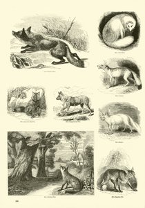 Página del Museo Pictórico de la Naturaleza Animada de English School