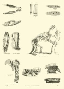 Página del Museo Pictórico de la Naturaleza Animada