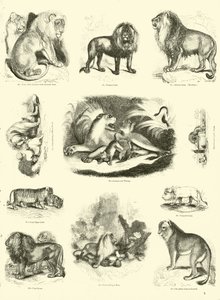 Página del Museo Pictórico de la Naturaleza Animada