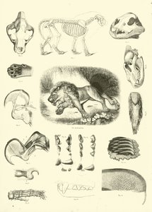 Página del Museo Pictórico de la Naturaleza Animada de English School