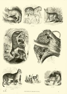 Página del Museo Pictórico de la Naturaleza Animada