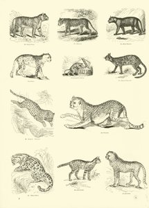 Página del Museo Pictórico de la Naturaleza Animada