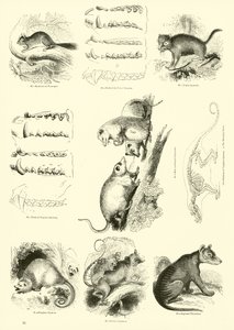 Página del Museo Pictórico de la Naturaleza Animada de English School