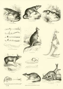 Página del Museo Pictórico de la Naturaleza Animada de English School
