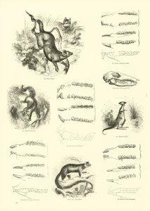 Página del Museo Pictórico de la Naturaleza Animada de English School