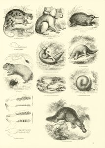Página del Museo Pictórico de la Naturaleza Animada