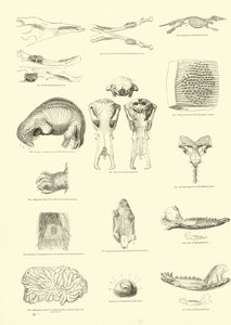 Página del Museo Pictórico de la Naturaleza Animada