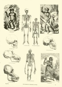 Página del Museo Pictórico de la Naturaleza Animada