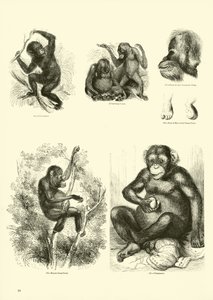 Página del Museo Pictórico de la Naturaleza Animada