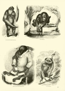 Página del Museo Pictórico de la Naturaleza Animada