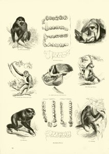 Página del Museo Pictórico de la Naturaleza Animada