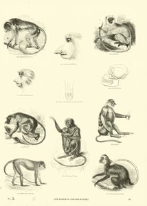 Página del Museo Pictórico de la Naturaleza Animada
