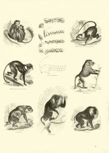 Página del Museo Pictórico de la Naturaleza Animada de English School