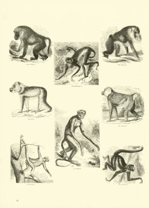 Página del Museo Pictórico de la Naturaleza Animada