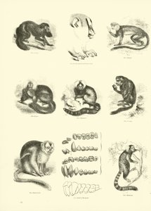 Página del Museo Pictórico de la Naturaleza Animada