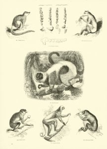 Página del Museo Pictórico de la Naturaleza Animada