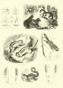 Página del Museo Pictórico de la Naturaleza Animada