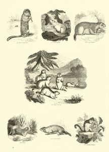Página del Museo Pictórico de la Naturaleza Animada