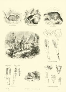 Página del Museo Pictórico de la Naturaleza Animada de English School