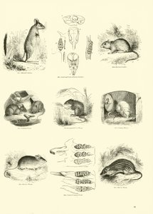 Página del Museo Pictórico de la Naturaleza Animada