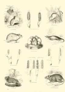 Página del Museo Pictórico de la Naturaleza Animada