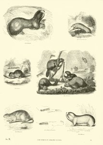 Página del Museo Pictórico de la Naturaleza Animada