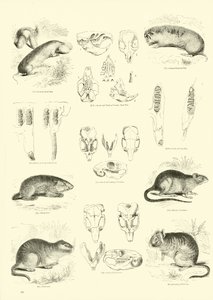 Página del Museo Pictórico de la Naturaleza Animada