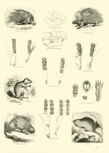 Página del Museo Pictórico de la Naturaleza Animada de English School