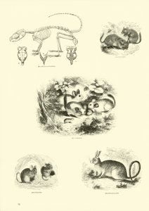 Página del Museo Pictórico de la Naturaleza Animada
