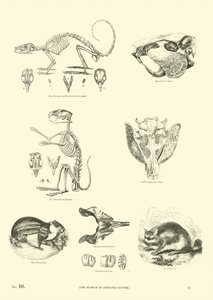 Página del Museo Pictórico de la Naturaleza Animada de English School