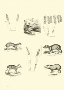 Página del Museo Pictórico de la Naturaleza Animada