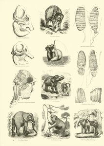 Página del Museo Pictórico de la Naturaleza Animada de English School