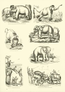 Página del Museo Pictórico de la Naturaleza Animada