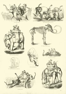 Página del Museo Pictórico de la Naturaleza Animada