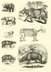 Página del Museo Pictórico de la Naturaleza Animada de English School