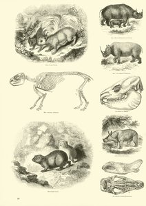 Página del Museo Pictórico de la Naturaleza Animada de English School