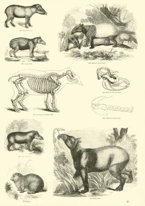 Página del Museo Pictórico de la Naturaleza Animada de English School