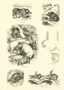 Página del Museo Pictórico de la Naturaleza Animada de English School
