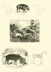 Página del Museo Pictórico de la Naturaleza Animada de English School